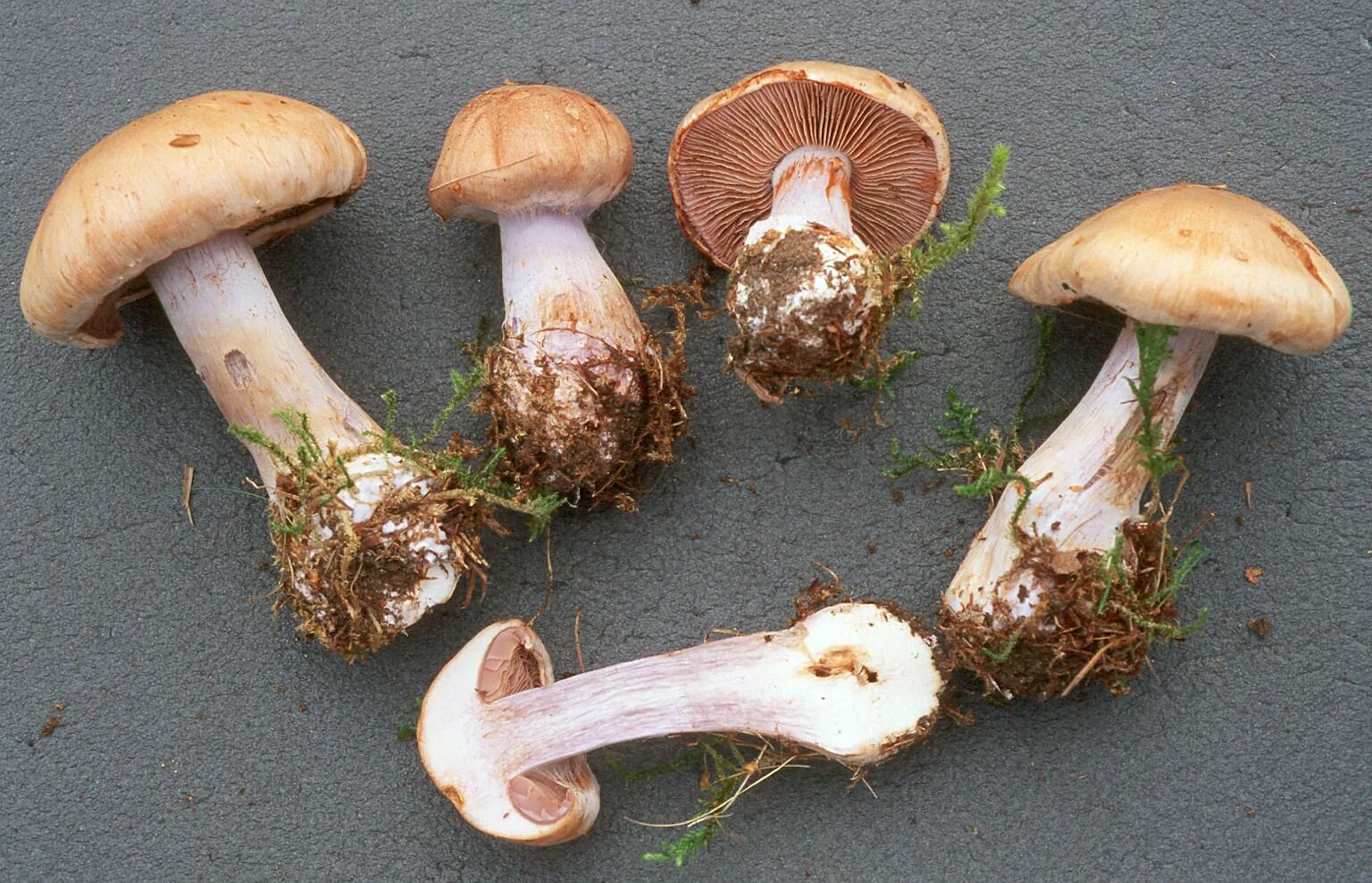 Паутинник триумфальный гриб фото Fungus Gallery :: Phlegmacium :: SV10_106