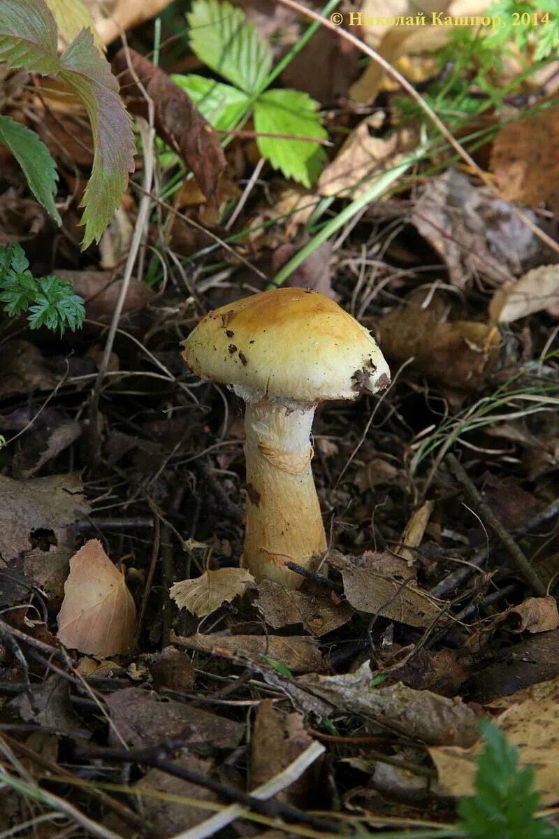 Паутинник триумфальный гриб фото Паутинник жёлтый (Cortinarius triumphans) фотографии, видео и истории