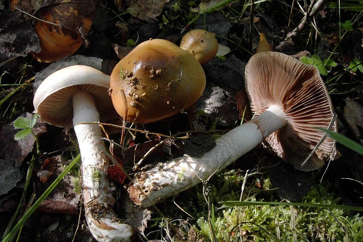 Паутинник триумфальный гриб фото File:Cortinarius trivialis-2.jpg - Wikimedia Commons