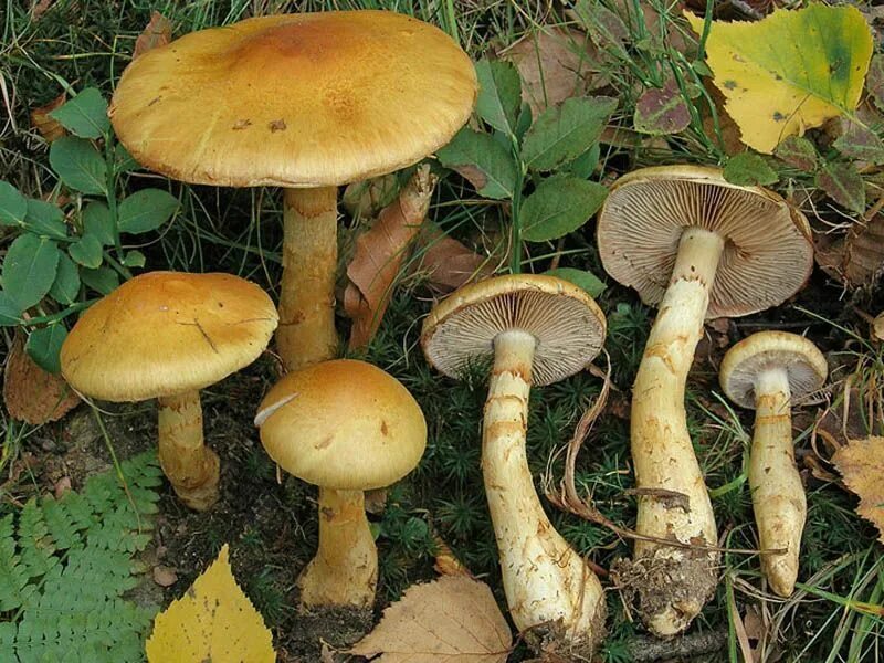 Паутинник триумфальный гриб фото и описание Паутинник триумфальный - описание Cortinarius triumphans, фото гриба Грибы