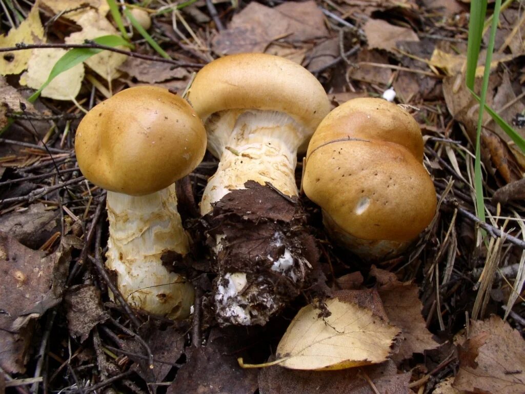 Паутинник желтый фото Cortinarius triumphans