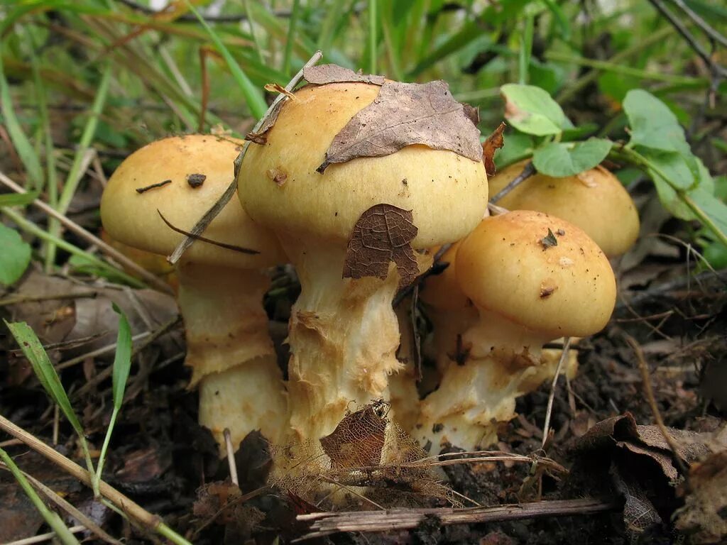 Паутинник желтый фото Паутинники-грибочки (Людмила Ништ) / Стихи.ру