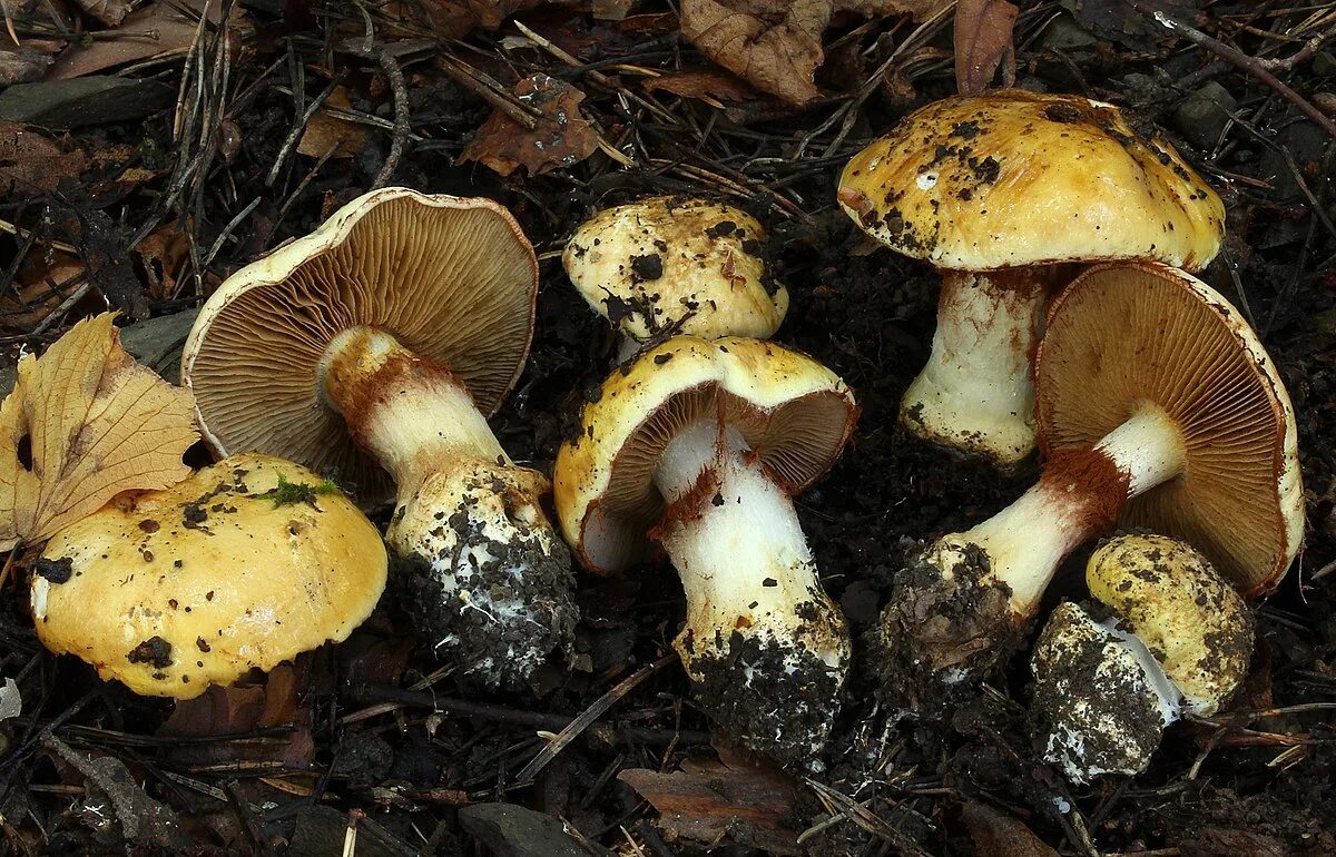 Паутинник желтый фото Cortinarius caesiocortinatus - Wikipedia