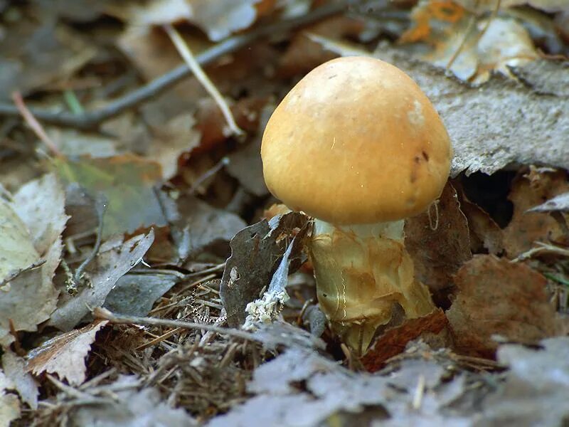 Паутинник желтый фото Фотокаталог грибов: Паутинник жёлтый (Phlegmacium triumphans)