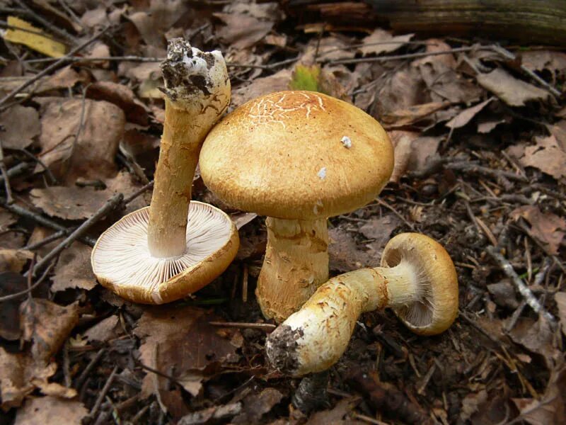 Паутинник желтый фото Cortinarius triumphans. Фото на сайте "Грибы Калужской области"