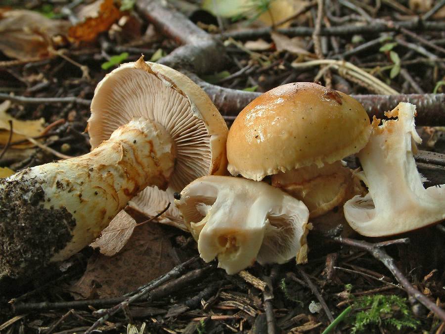 Паутинник желтый фото Желтый паутинник: 3 главных особенности ароматного гриба