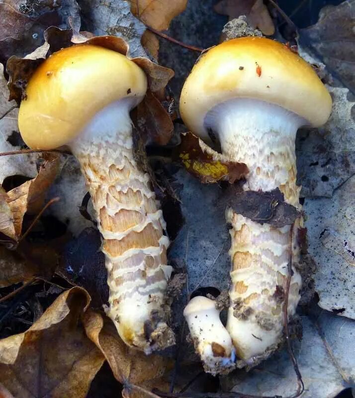 Паутинник желтый фото Паутинник обыкновенный (cortinarius trivialiss): фото и описание