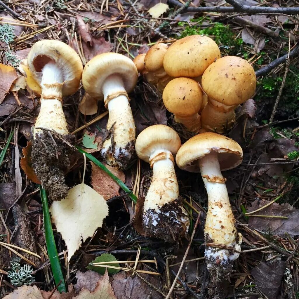 Паутинник желтый фото Паутинник желтый (Cortinarius triumphans): описание, где растет, как отличить, ф