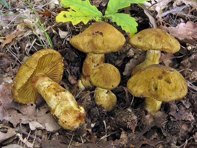 Паутинник желтый фото Cortinarius cotoneus Fr. 1838 - Funghi Non Commestibili o Sospetti - AMINT APS -