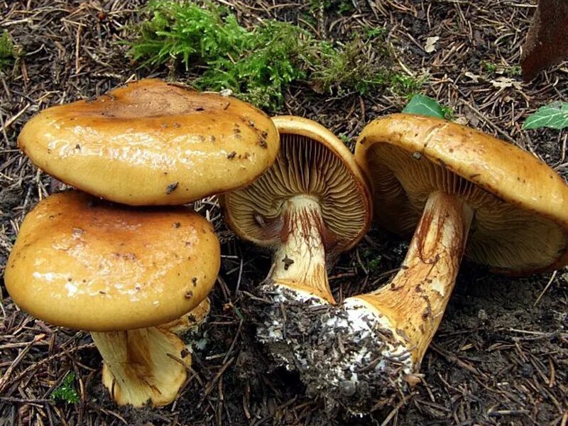 Паутинник желтый фото Паутинник элегантный (Cortinarius elegantior) описание фото