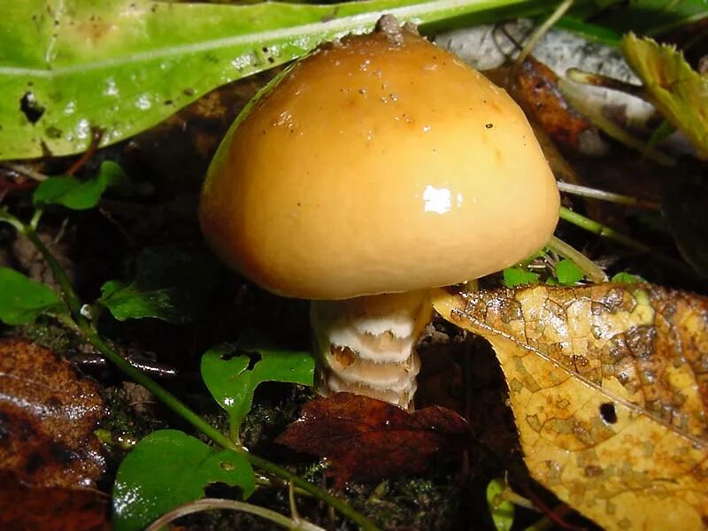 Паутинник желтый фото Фотокаталог грибов: Паутинник обыкновенный (Cortinarius trivialis)
