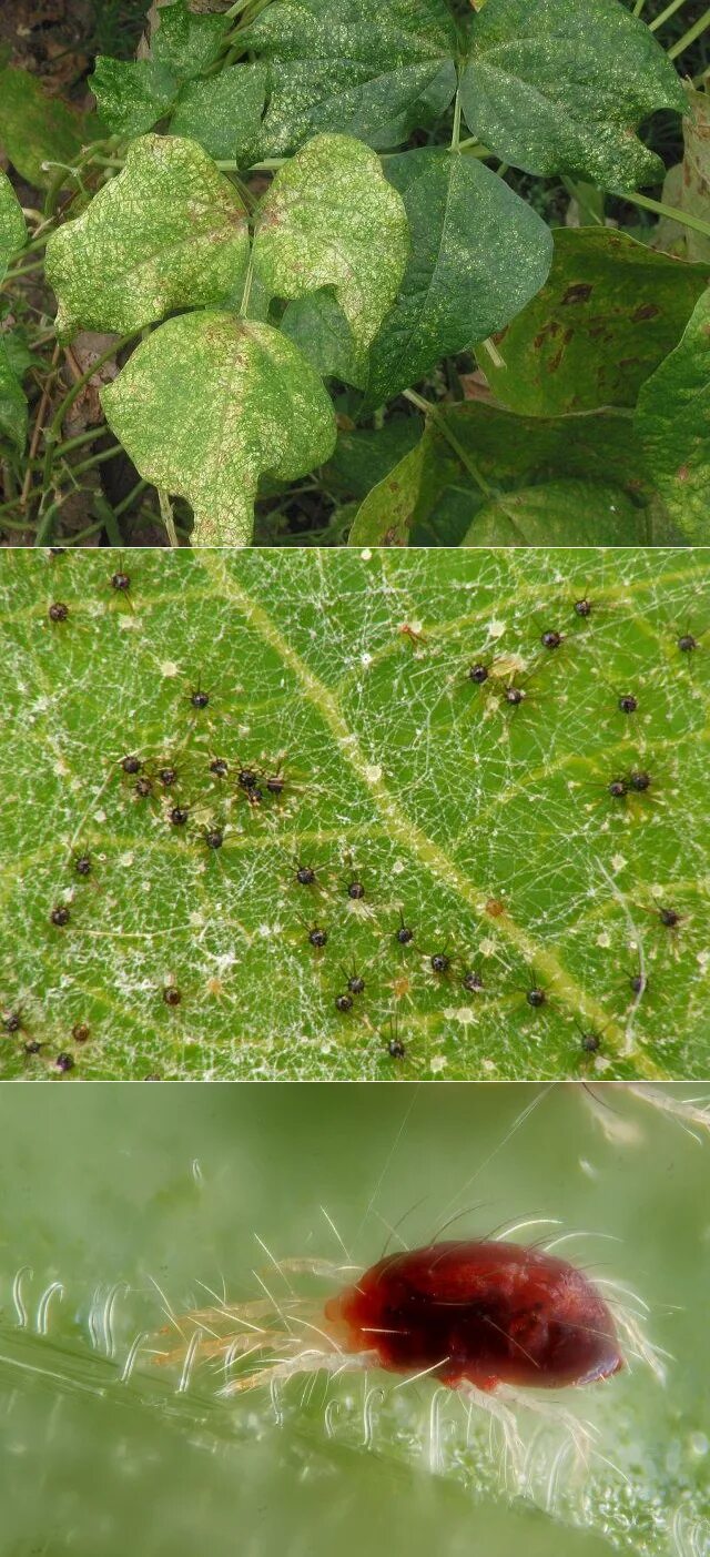 Паутинный клещ фото как бороться Как бороться с паутинным клещом народными средствами