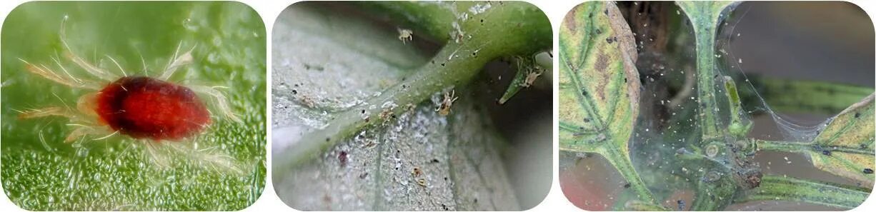 Паутинный клещ фото как бороться Паутинный клещ меры борьбы, как бороться, фото, как определить?