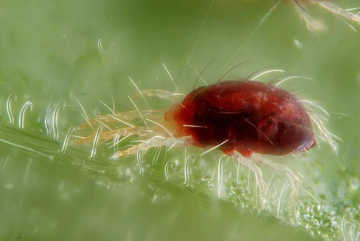Паутинный клещ фото описание Tetranychus urticae - Вікіпедыя