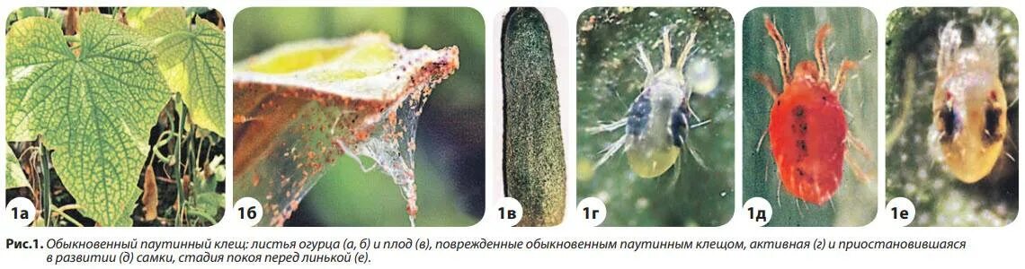 Паутинный клещ фото описание Красный паутинный клещ: чем опасен паразит и как от него избавится