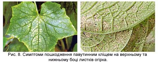 Паутинный клещ как выглядят листья огурцов Технология выращивания огурцов (на примере Гибрида Эколь F1) - Агропакгруп