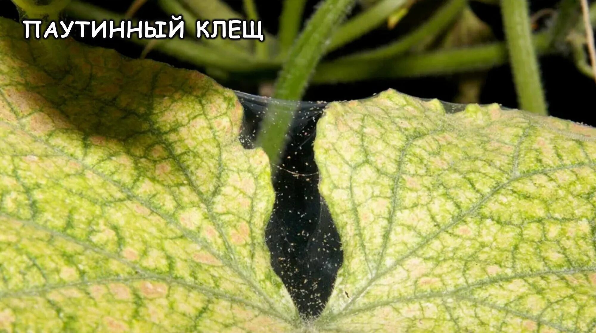 Паутинный клещ как выглядят листья огурцов Средство от клещей, гусениц и колорадского жука "Битоксибациллин", 5 шт - купить