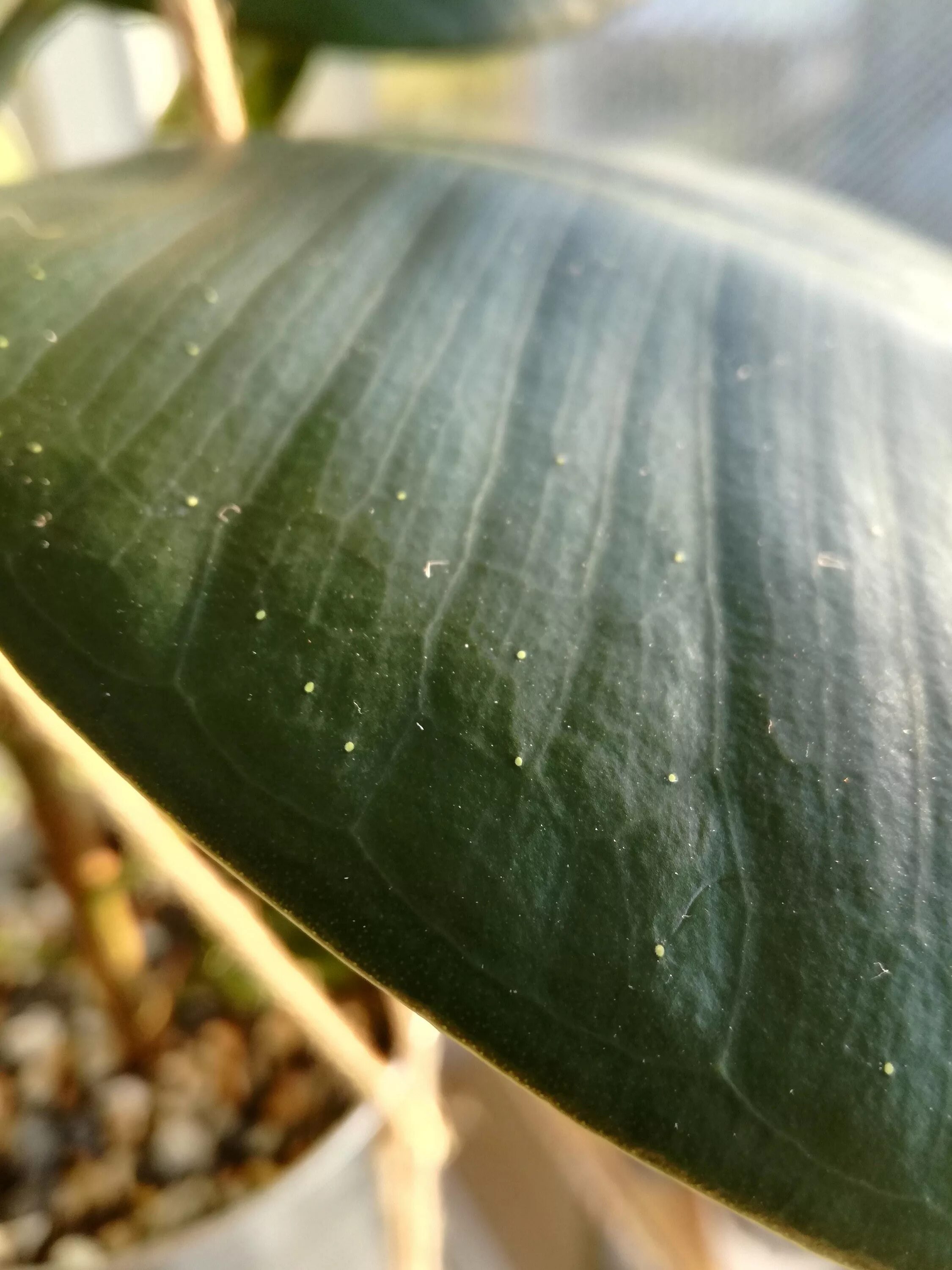 Паутинный клещ на алоказии фото identification - Need help identifying brown and white spots - Gardening & Lands