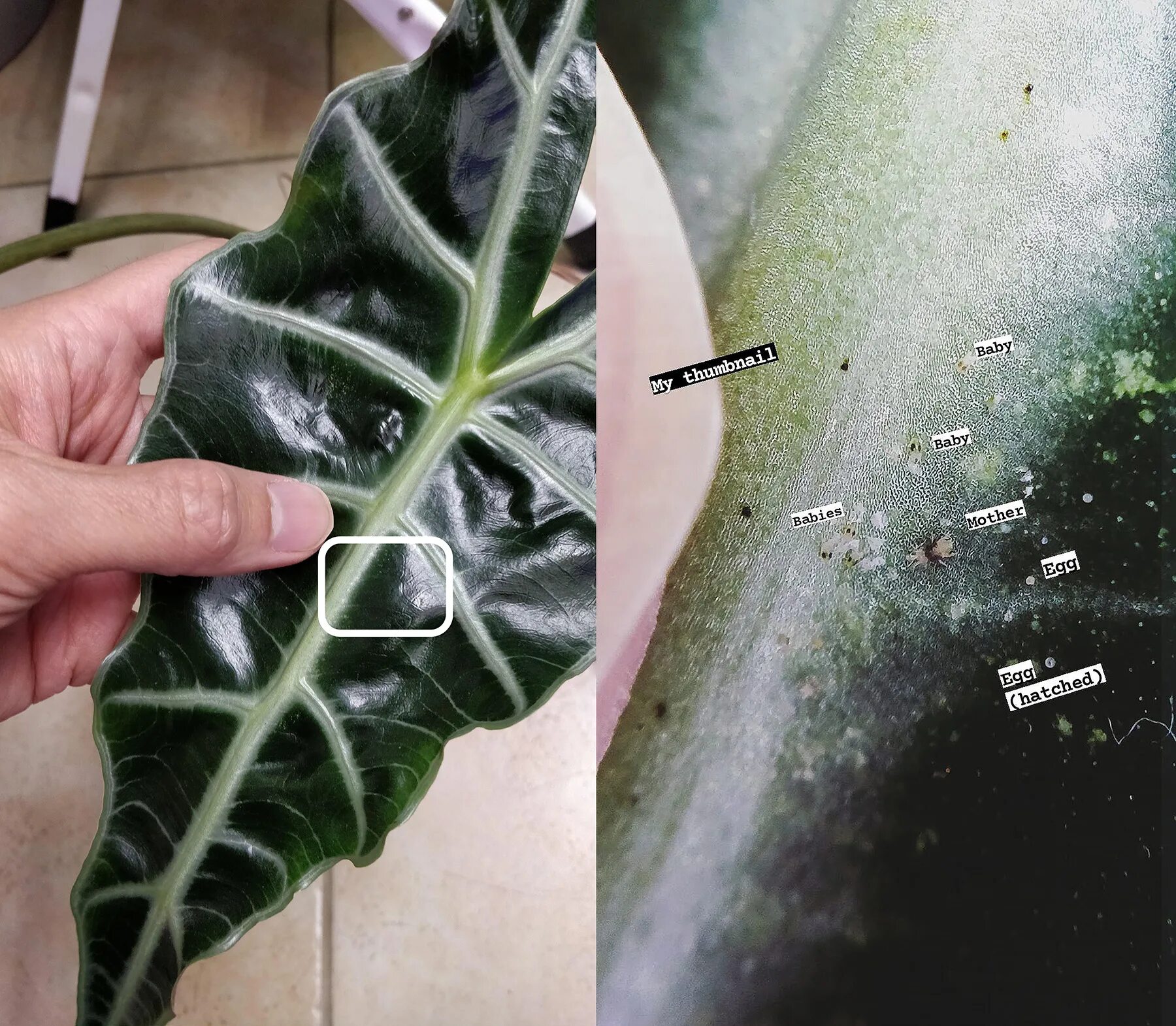 Паутинный клещ на алоказии как выглядит Spider Mites - House Plant Journal
