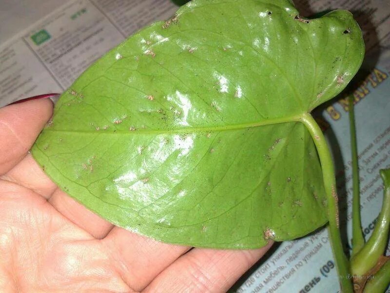 Паутинный клещ на антуриуме фото Уход за антуриумом: лечение болезней и борьба с вредителями в домашних условиях