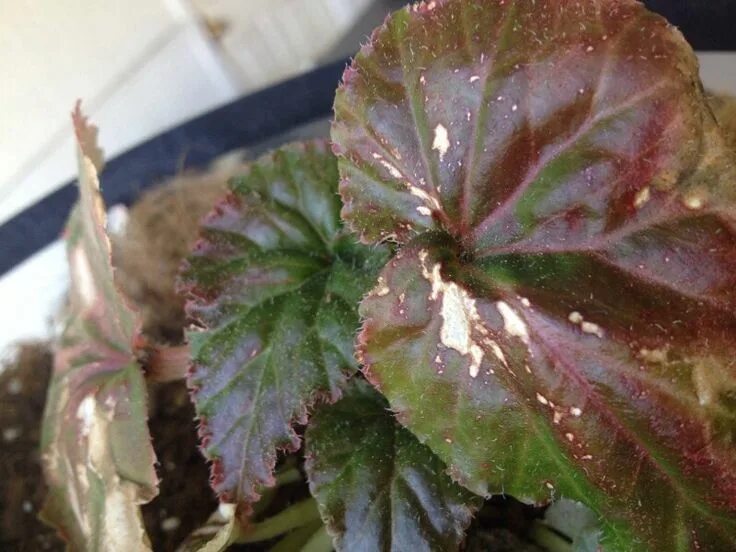 Паутинный клещ на бегонии фото Begonia Leaf Damage Begonia, Plant diseases, Plants