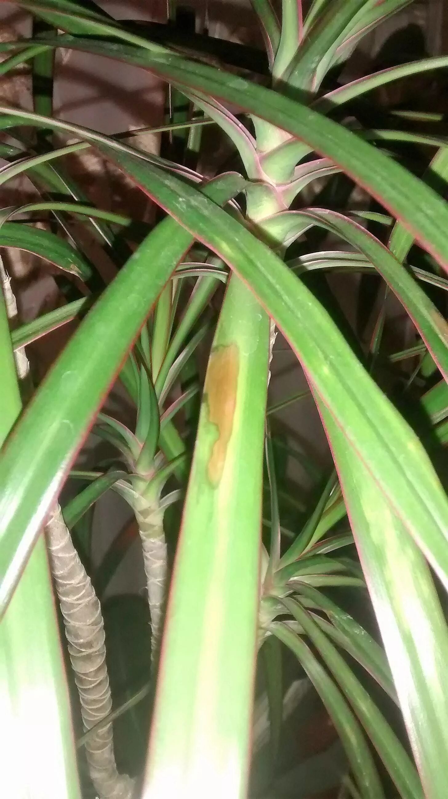 Паутинный клещ на драцене фото Are these brown areas on my dracaena leaves a disease? - Gardening & Landscaping