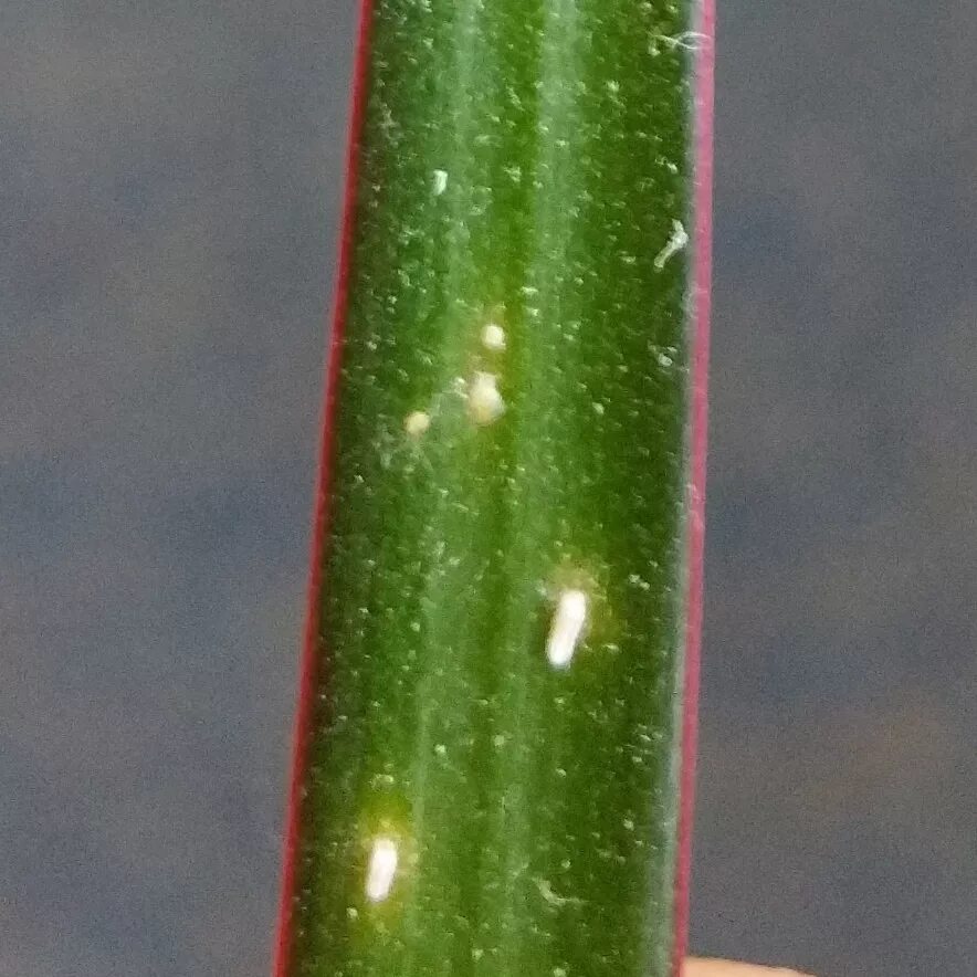 Паутинный клещ на драцене фото botany - What are these white spots on a dracena - Biology Stack Exchange