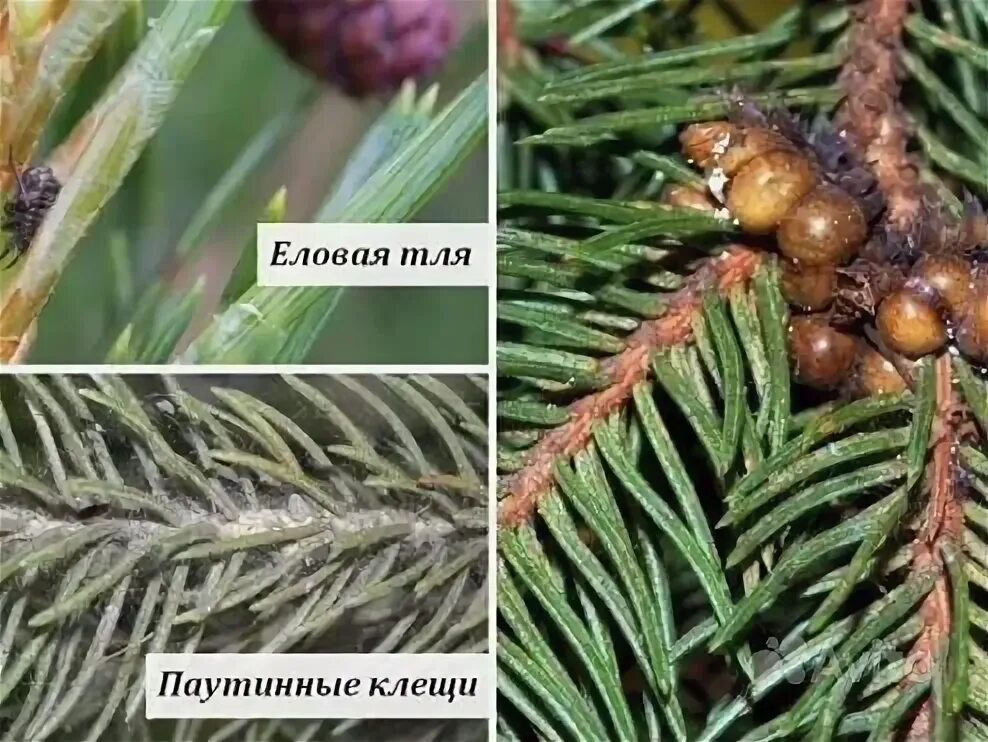 Паутинный клещ на елке фото щепа - Услуги и сервисы в Оренбургской области Поиск специалистов Услуги на Авит