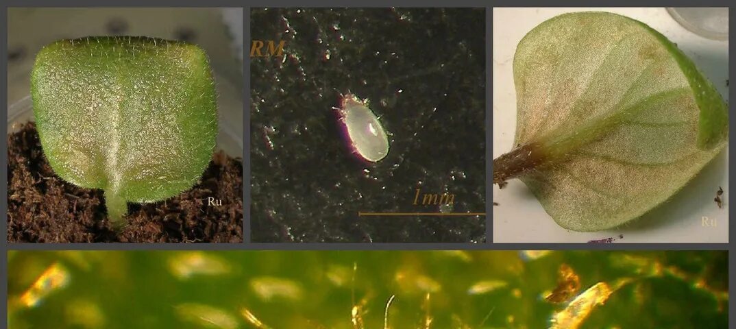 Паутинный клещ на фиалках фото Поражение фиалок клещами: основные симптомы заражения Клуб любителей фиалок Клуб