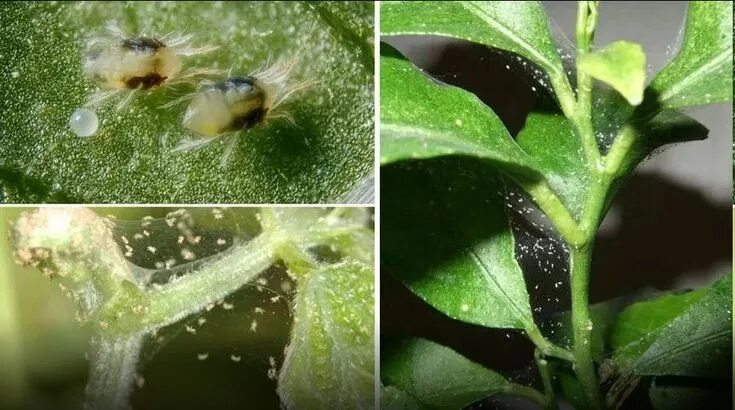 Паутинный клещ на фуксии фото Эффективные растворы от паутинных клещей и тлей Plants, Plant leaves, House plan