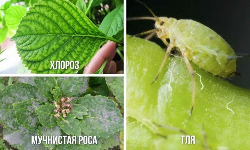 Паутинный клещ на гортензии фото и лечение Паутинный клещ на гортензии - CollectPhoto.ru