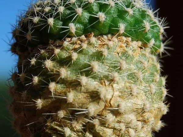 Паутинный клещ на кактусах как выглядит ▷ Plagas de las suculentas, cactus, crasas... Cuales son, remedios, etc...* Plag
