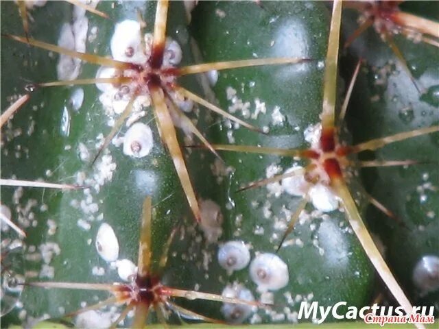 Паутинный клещ на кактусе фото Вредители кактусов - Щитовки - Кактусы - Страна Мам