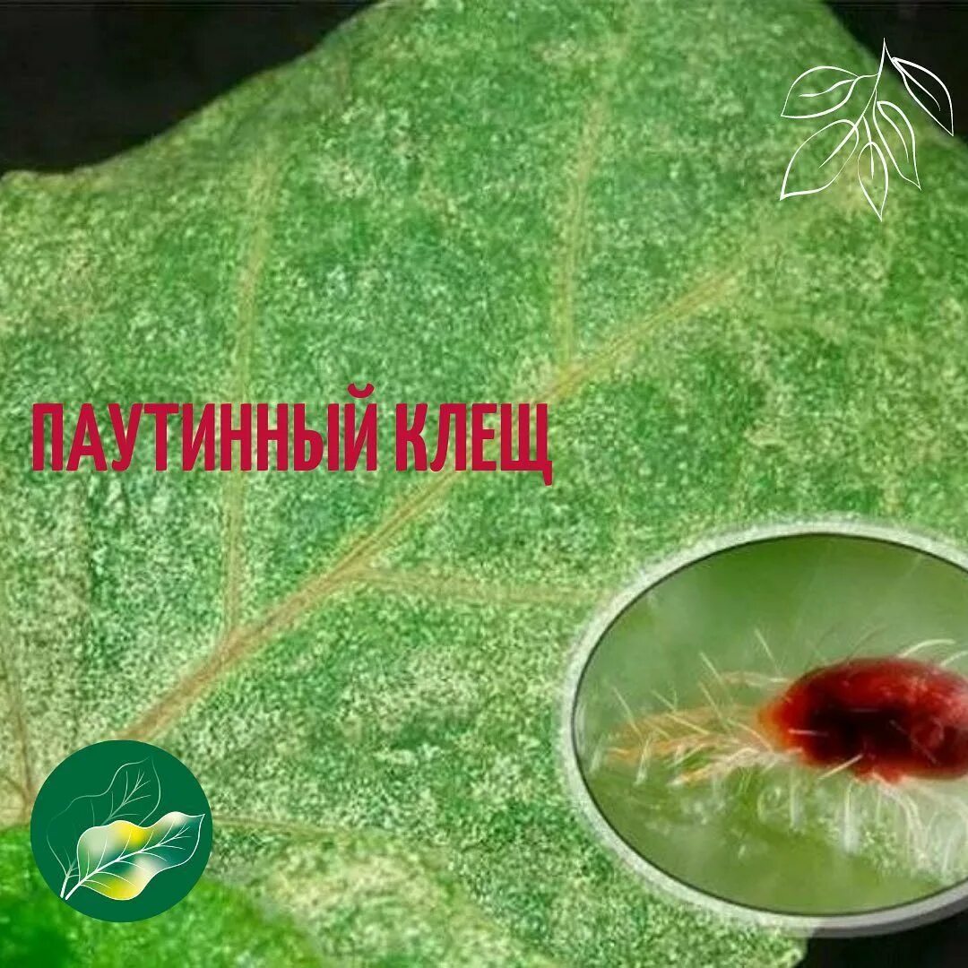 Паутинный клещ на комнатных фото как выглядит 62 отметок "Нравится", 6 комментариев - Садовый центр Ахтуба (@pitomnik_ahtuba) 