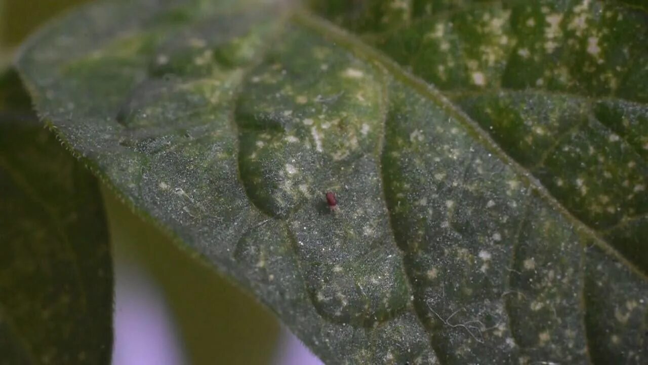 Паутинный клещ на комнатных растениях признаки фото Паутинный клещ на цветах: Фото пораженных растений Зеленый рай Фотогалерея приро