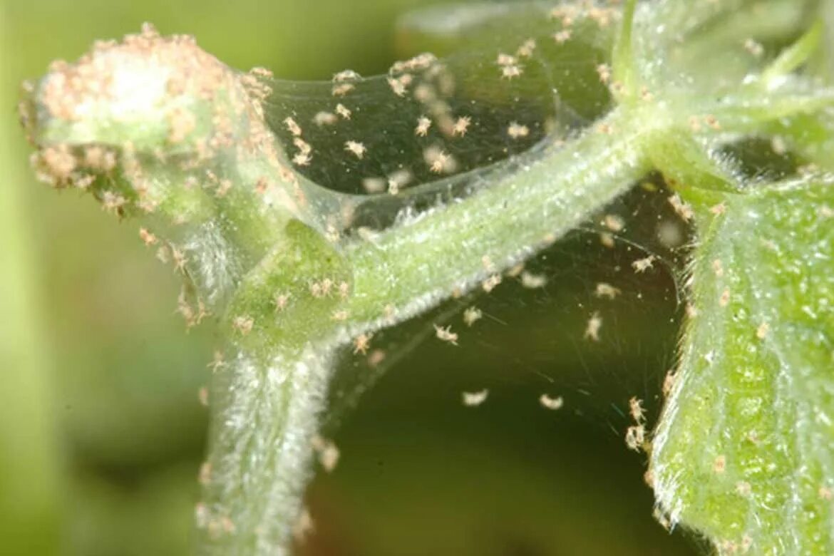 Паутинный клещ на комнатных цветах фото Hello there. Tell me effective means of combating spider mites in the greenhouse