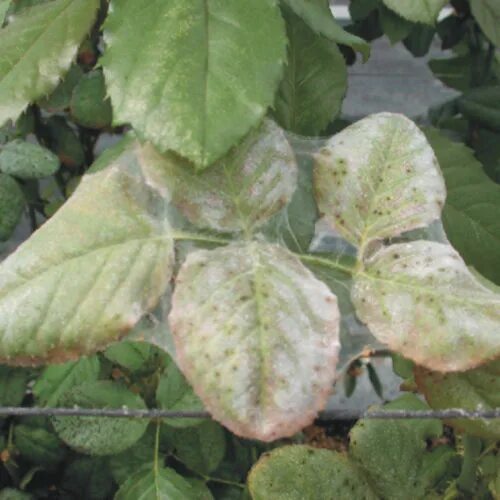 Паутинный клещ на листьях розы фото Watch out for these heat loving pests! - Marin Rose Society