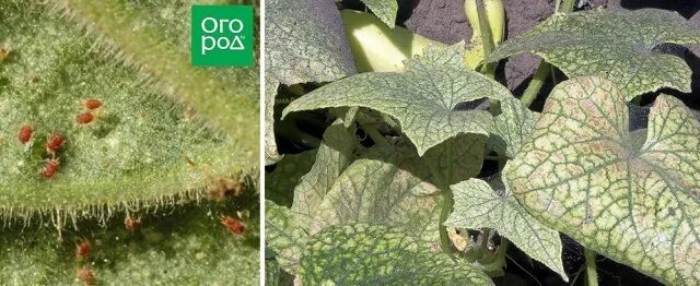 Паутинный клещ на огурцах фото Паутинный клещ на огурцах - как избавиться быстро и безопасно Общество Селдон Но