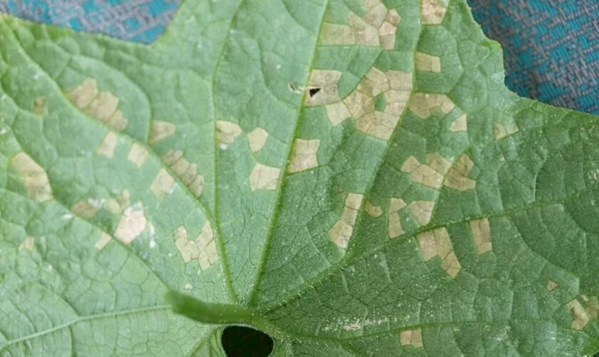 Паутинный клещ на огурцах в теплице фото Насколько опасен паутинный клещ для огуречных посадок и можно ли его победить