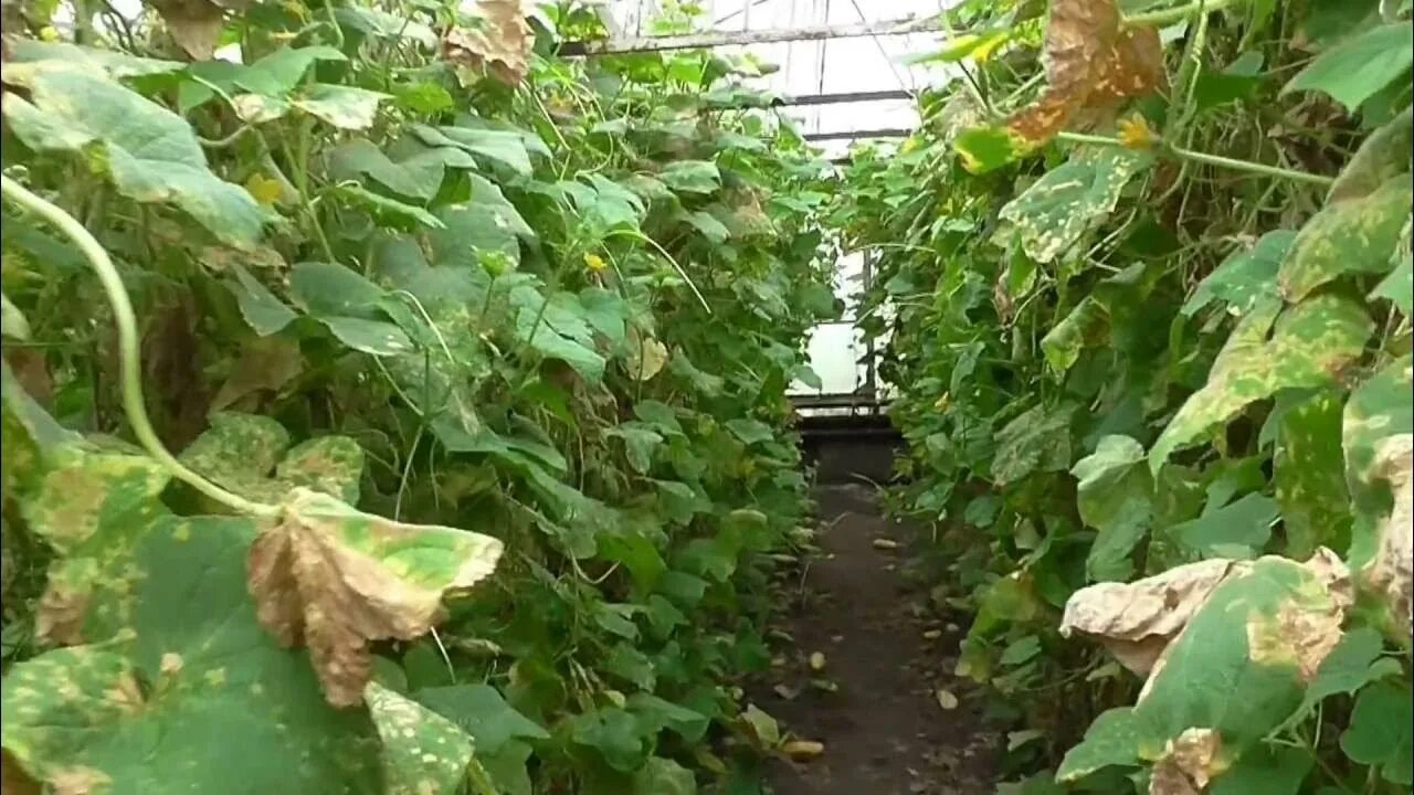 Паутинный клещ на огурцах в теплице фото Борьба с паутинным клещом на огурцах - YouTube