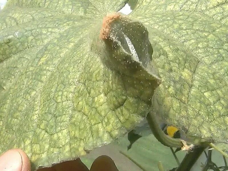 Паутинный клещ на огурцах в теплице фото Лучшее средство от паутинного клеща на огурцах: найдено 87 картинок