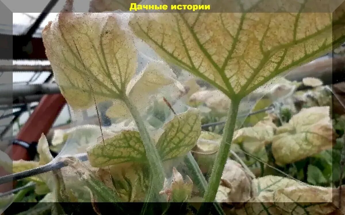 Паутинный клещ на огурцах в теплице фото Как обнаружить паутинного клеща на огурцах? Эффективные способы борьбы с вредите