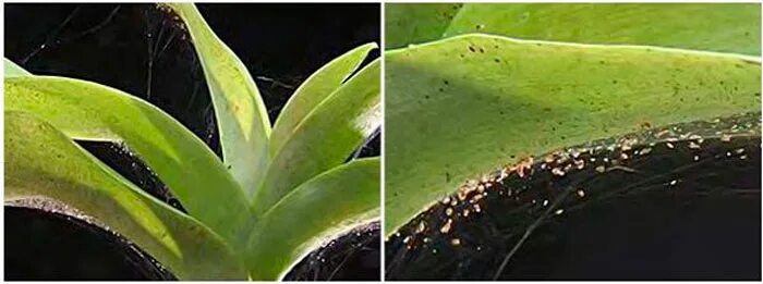 Паутинный клещ на пальме фото Орхидея Фаленопсис: уход в домашних условиях, пересадка и размножение