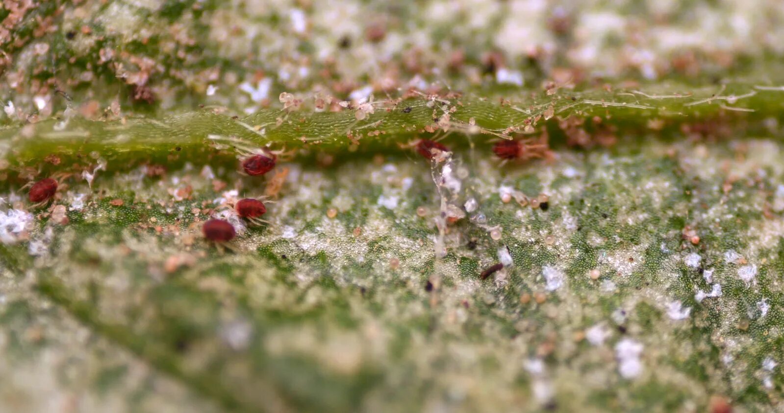 Паутинный клещ на пальме фото File:Spider mites on a pepino leaf.png - Wikipedia