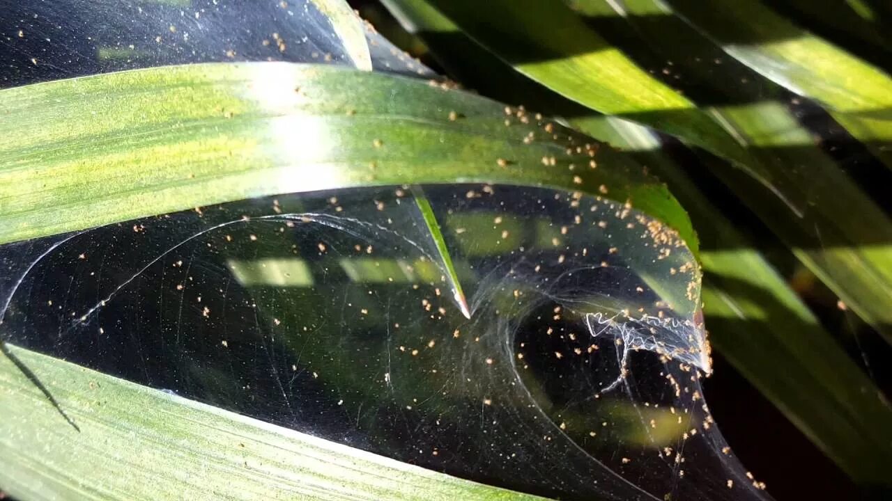 Паутинный клещ на пальме фото Домашняя пальма: уход и условия содержания. Виды домашних пальм. Проблемы в уход