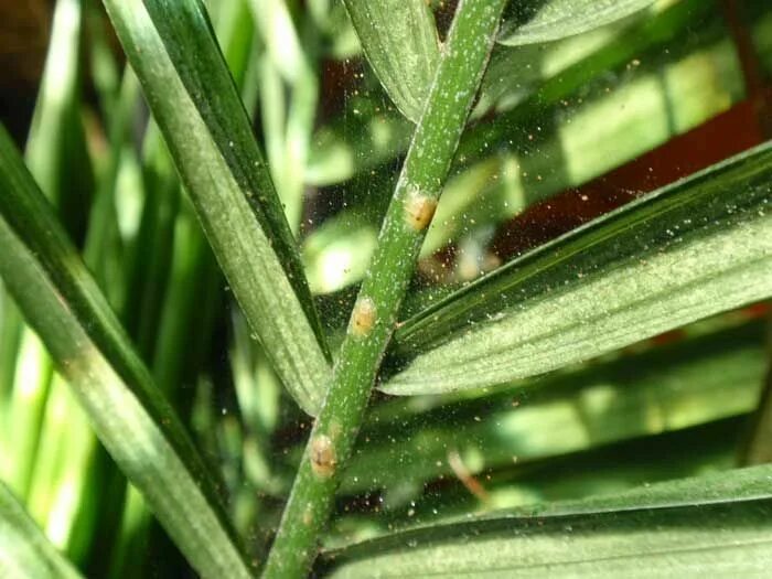 Паутинный клещ на пальме фото вредители папоротника - паутинный клещик House plants, Plant leaves, Schefflera