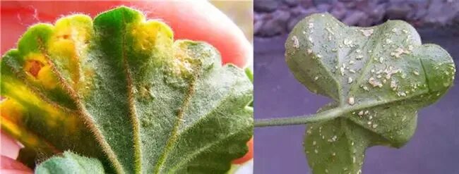 Паутинный клещ на пеларгонии фото и лечение Паутинный клещ на пеларгонии