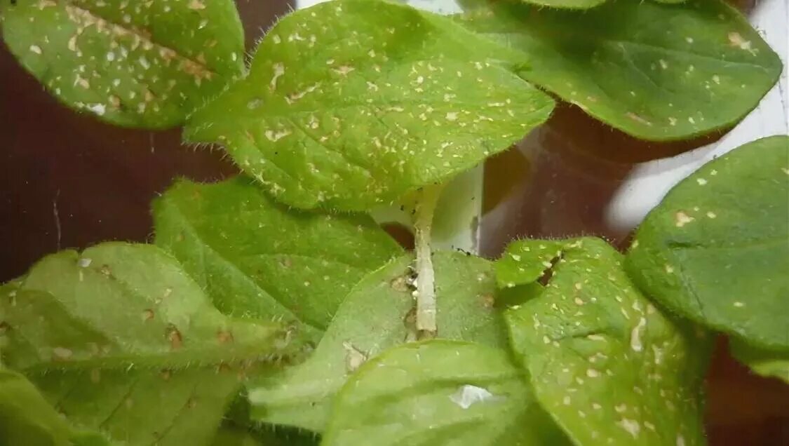 Паутинный клещ на петунии фото Как выглядят трипсы на петуниях? САДОВОД ИЗ МЕГАПОЛИСА Дзен