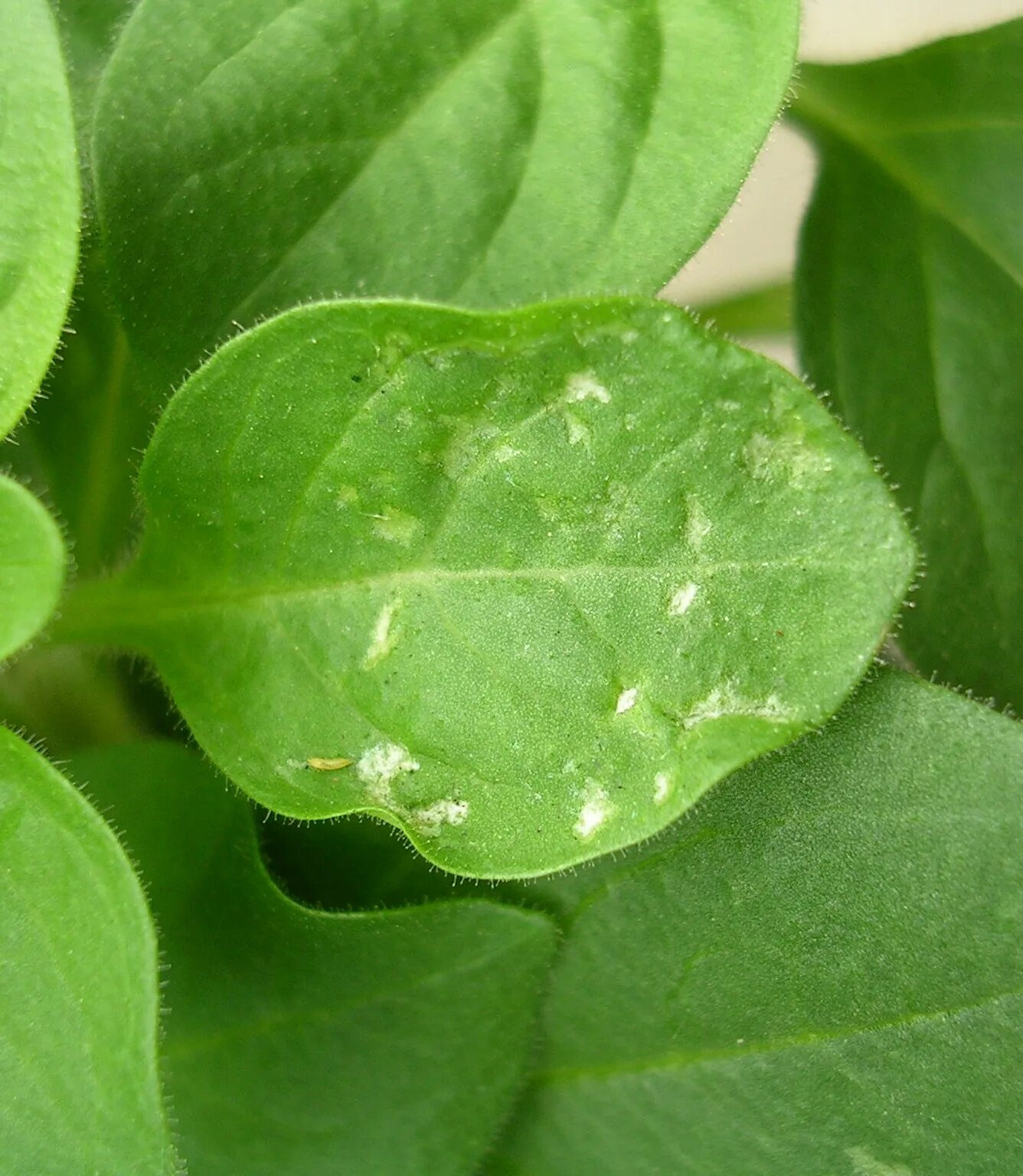 Паутинный клещ на петунии фото Impatiens Necrotic Spot Virus NC State Extension