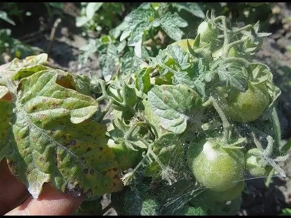 Паутинный клещ на помидорах фото Паутинный клещ на помидорах. Как выглядит вредитель, фото. Признаки поражения ра